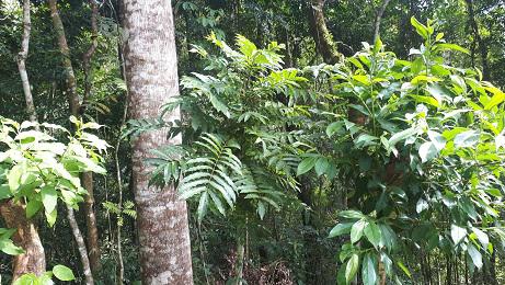 Área de Conservação Ambiental Nazaré Paulista