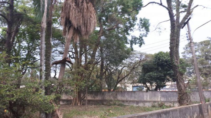 Cadastramento Arbóreo em Barueri