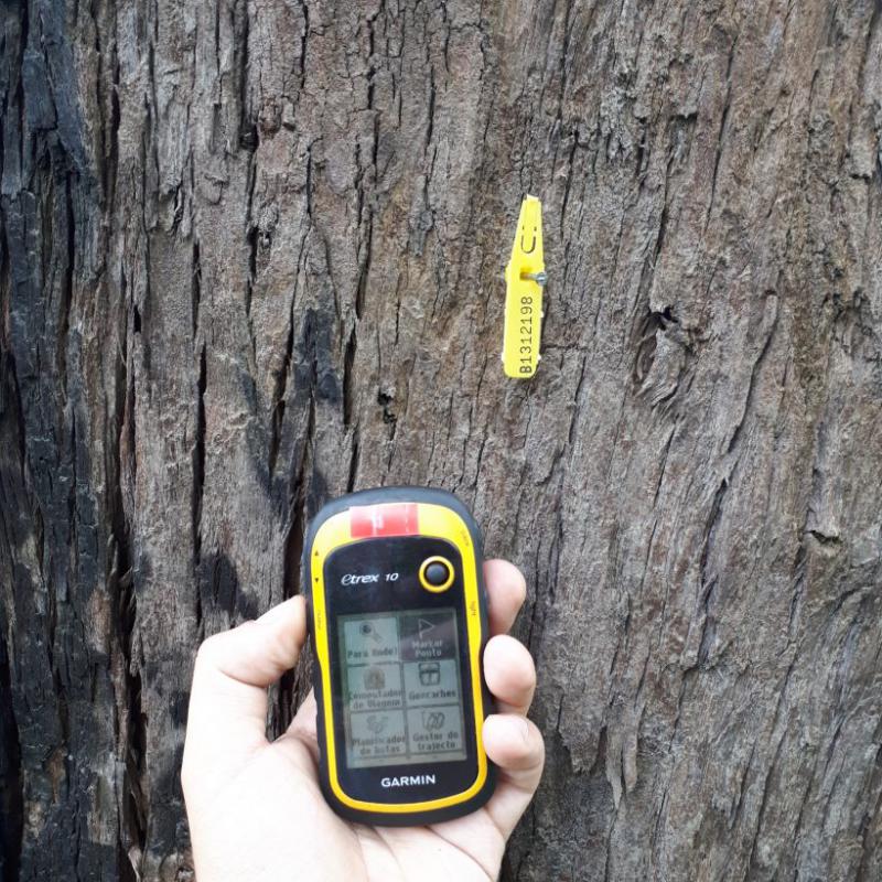 Cadastramento Arbóreo em terreno de Osasco, SP