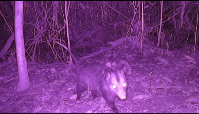 Caracterização da paisagem - fauna