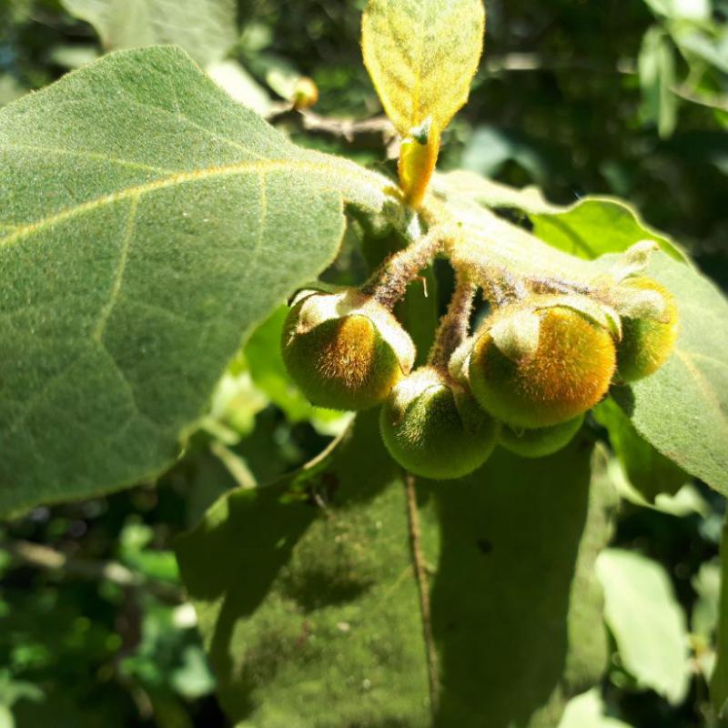 Caracterização fitofisionômica e sucessional de vegetação