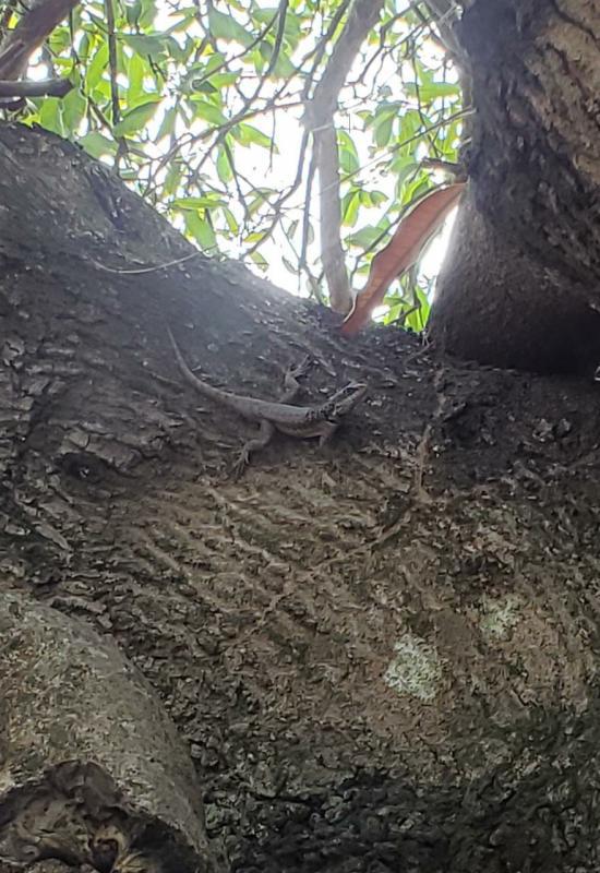 Diagnóstico de fauna e flora para aterro em Caiabu - SP