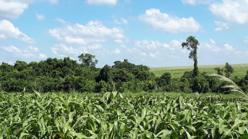 Diagnóstico de Vegetação em Indaiatuba – Licenciamento Ambiental