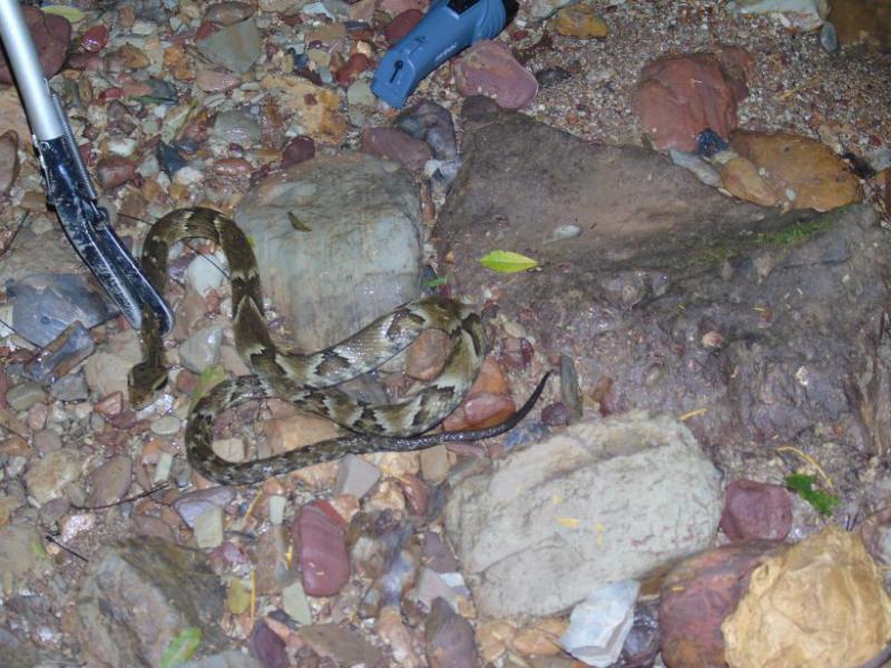 Herpetofauna - Mineradora Longa Vida