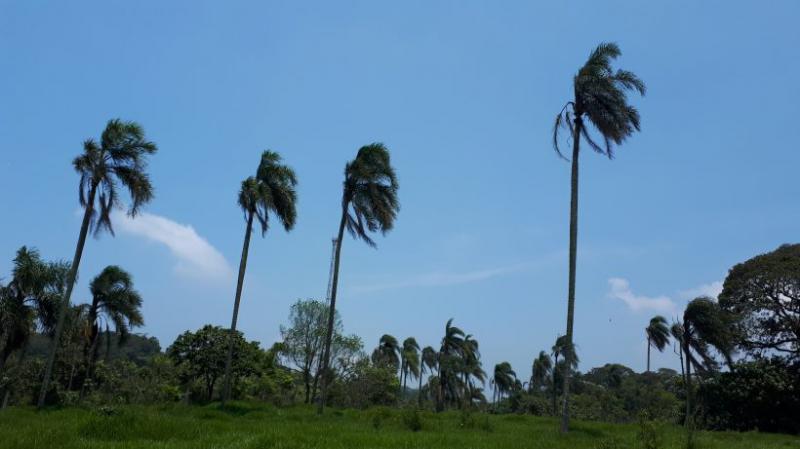 Laudo de Caracterização da Vegetação em São Bernardo do Campo, SP