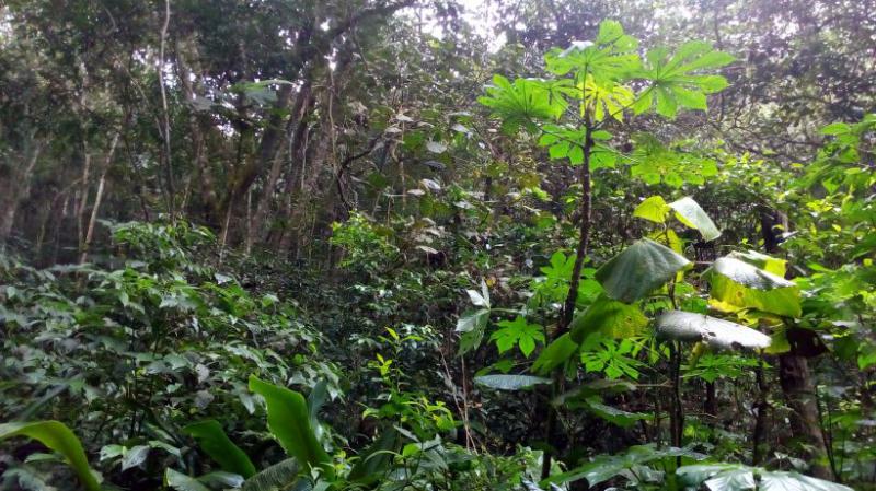 Laudo de Vegetação, Viabilidade e Compensação Ambiental