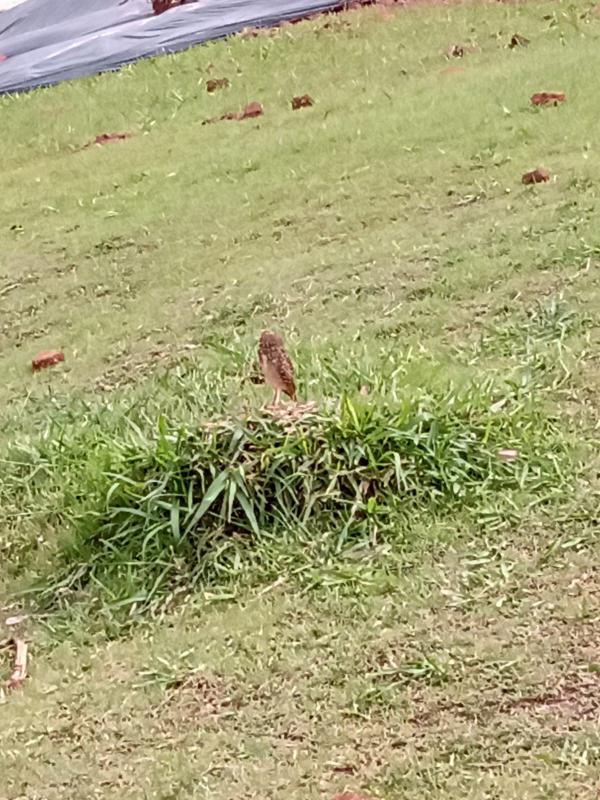 Manejo de toca de coruja-buraqueira