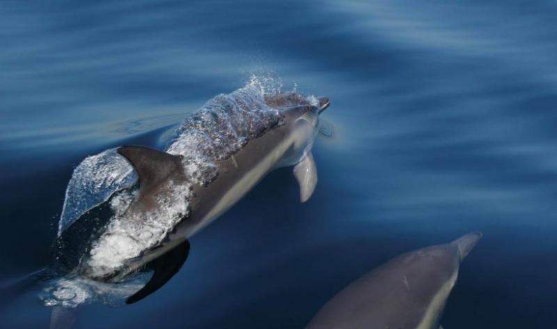 Monitoramento de Cetáceos e Quelônios