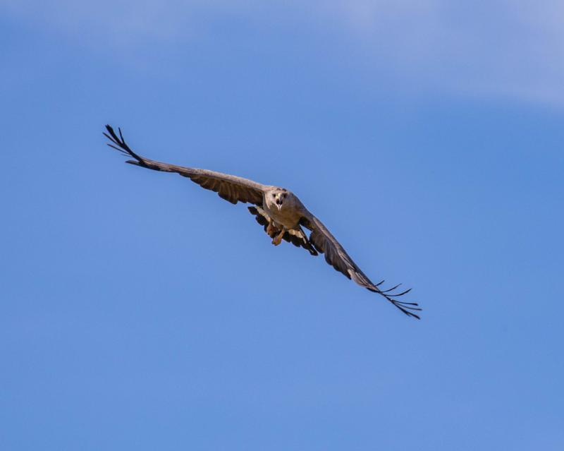 Programa de Monitoramento da Águia Cinzenta (Ubirutinga Coronata)