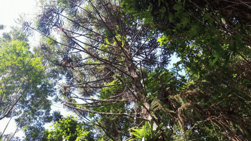 Área de Conservação Ambiental Nazaré Paulista