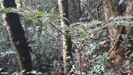 Área de Conservação Ambiental Nazaré Paulista