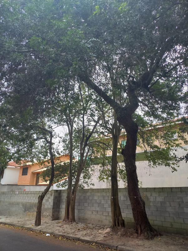 Cadastramento Arbóreo na Vila Sonia - SP
