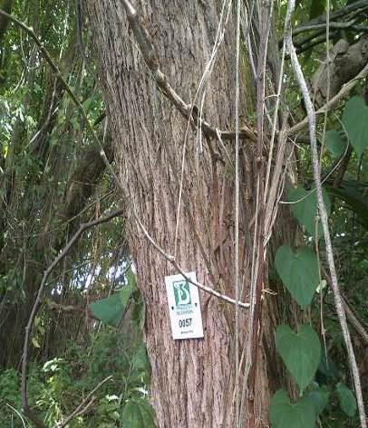 Ponte de Acesso na Moncorvo Filho