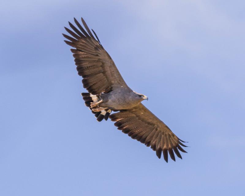 Programa de Monitoramento da Águia Cinzenta (Ubirutinga Coronata)